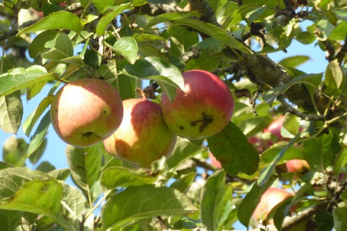 Apfelbaum